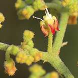 Cyphostemma lanigerum